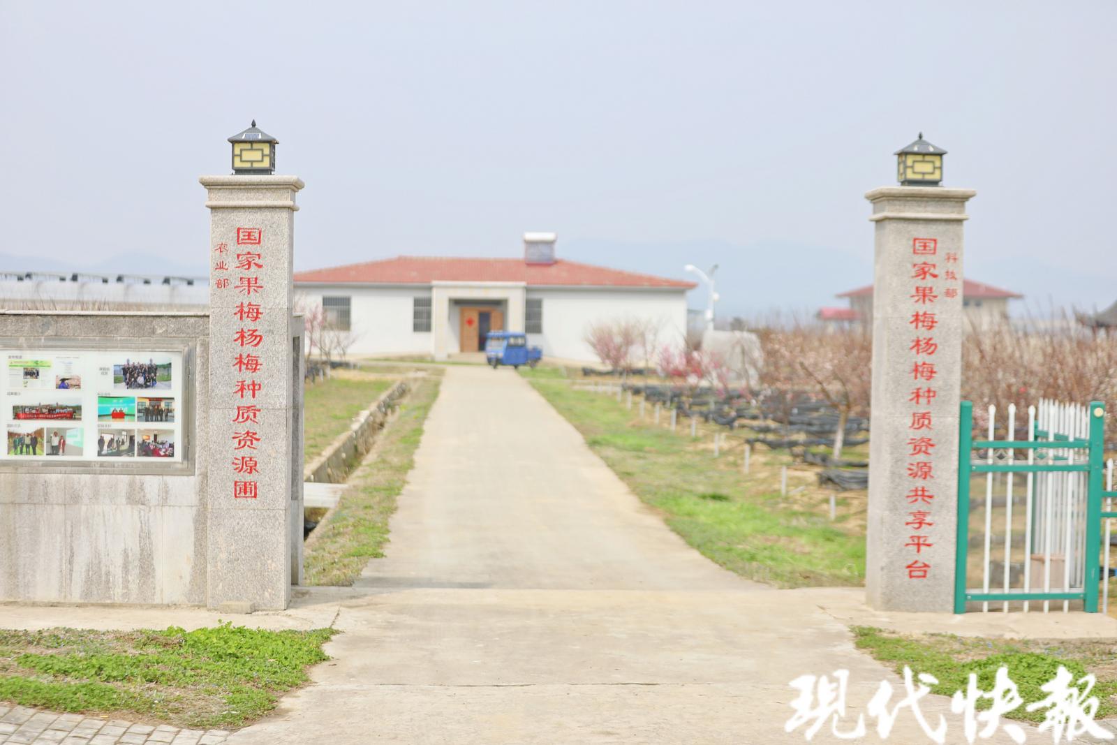 小青梅释放大活力，跟着南农教授体验“梅”好生活