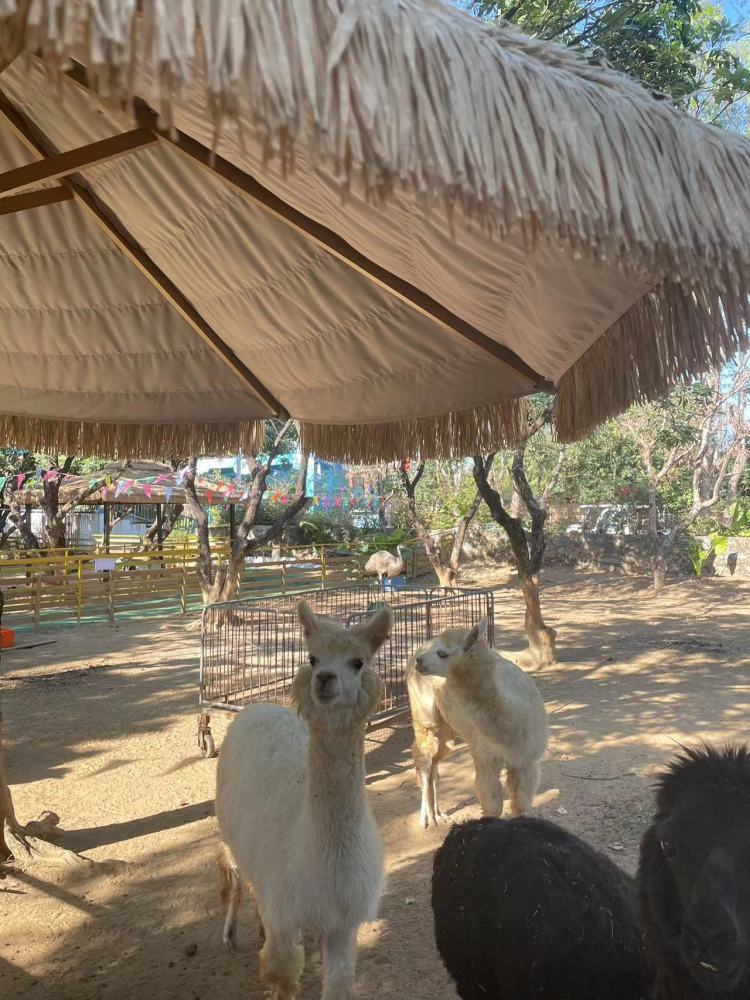 10米云梯,乘坐云梯什么感受