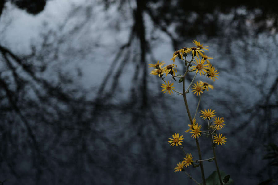 微单专业性价比最高最强相机,最新性价比最高微单相机