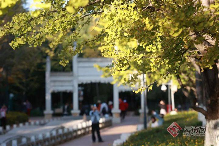 云南银杏熟了,云南银杏落叶