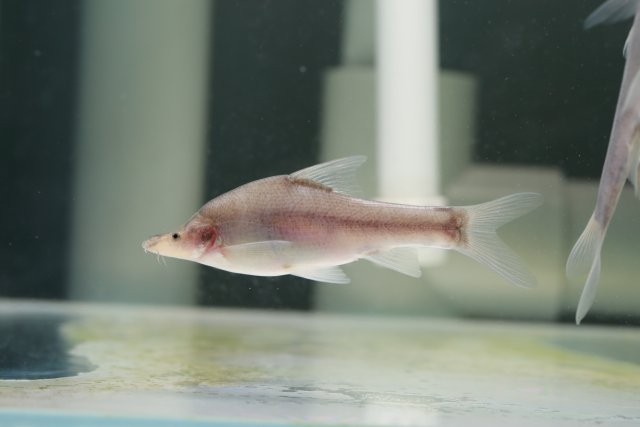 溶洞鱼没眼睛,洞穴鱼为什么会退化