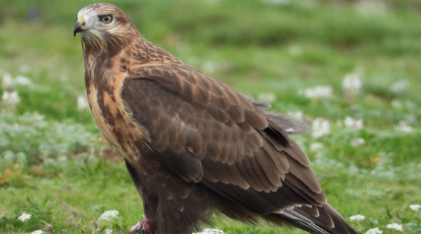 雪豹麦多,世界雪豹日特辑