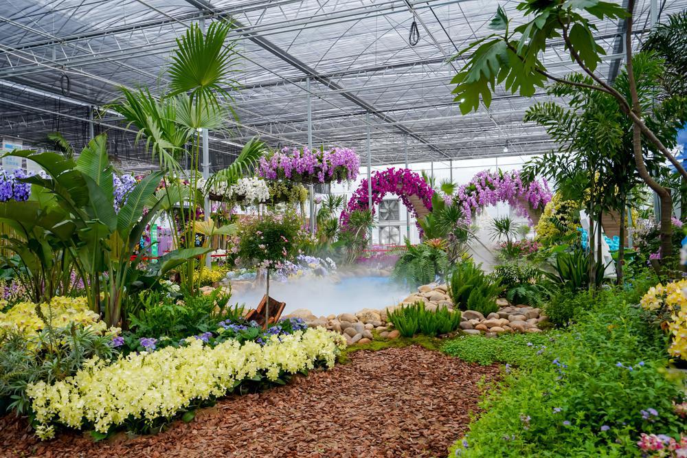 蝴蝶兰新品种交易会,2024广州蝴蝶兰新品种展览会大吗