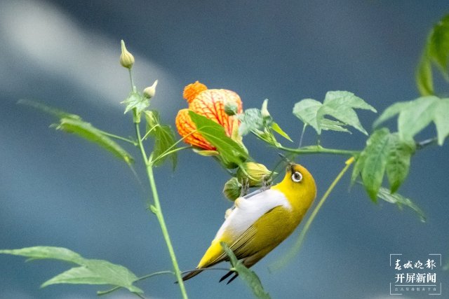 有一种叫云南的生活｜在曲靖，邂逅飞舞的精灵“绣眼鸟”