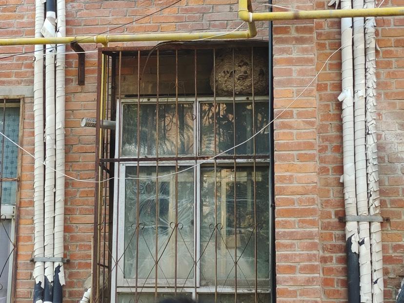 民呼必应回音壁马蜂筑巢扰民,平顶山12345民呼必应