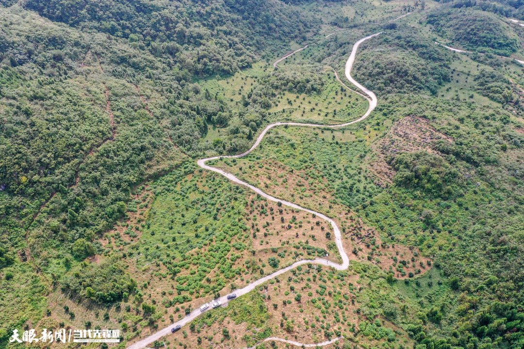 务川香榧种植技术,香榧产业发展可行性分析