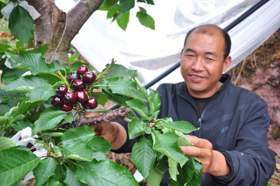 芭田股份化肥,复合肥芭田股份