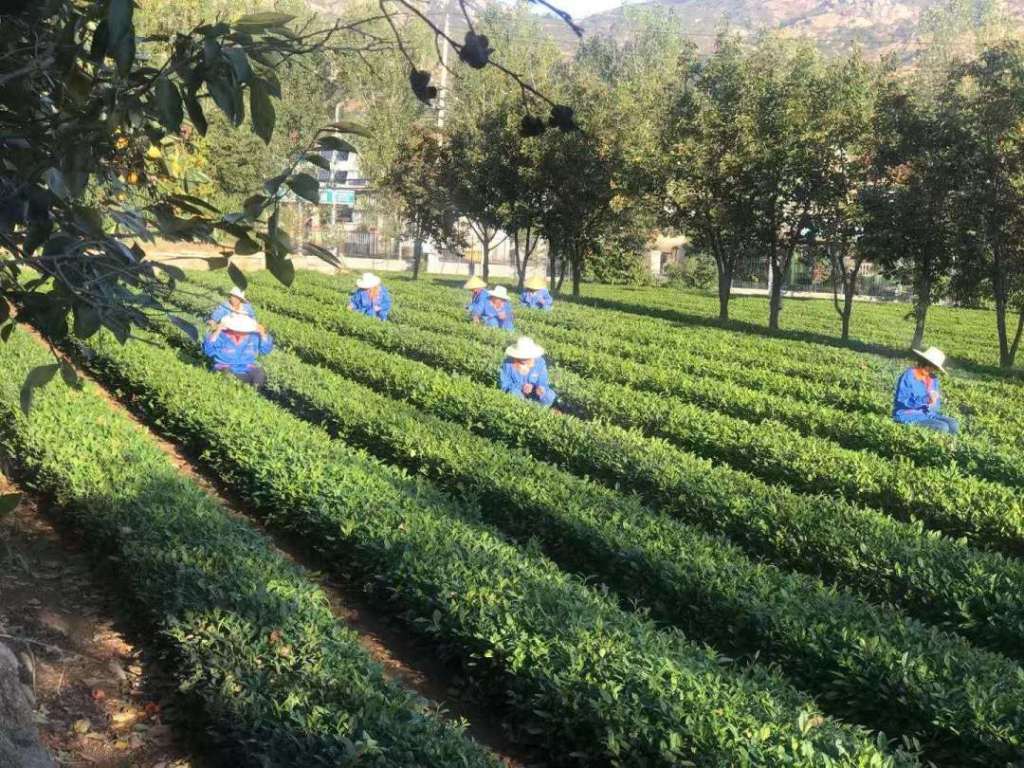 崂山景区美食攻略路线规划,崂山风景区美食攻略