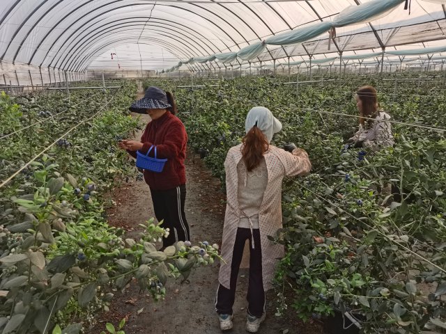 果大产量大的蓝莓,蓝莓果实大