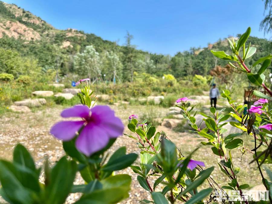 青岛老虎山公园现状,老虎山公园李沧改造