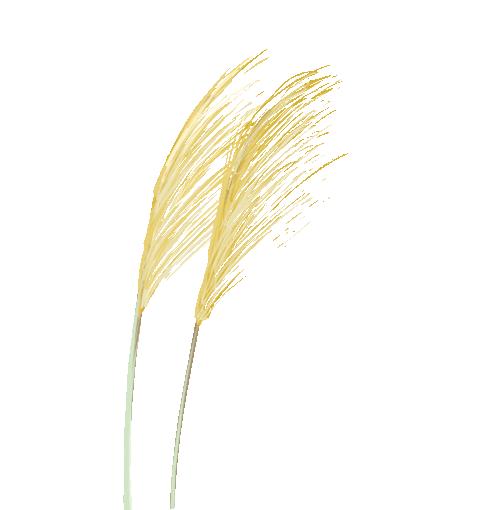 寿宁县大安乡银山花田,寿宁亭溪银山花田景区