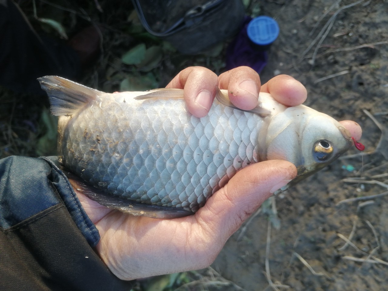 「双11」寒潮来袭检验是否空军，什么用蚯蚓也能上草鱼？