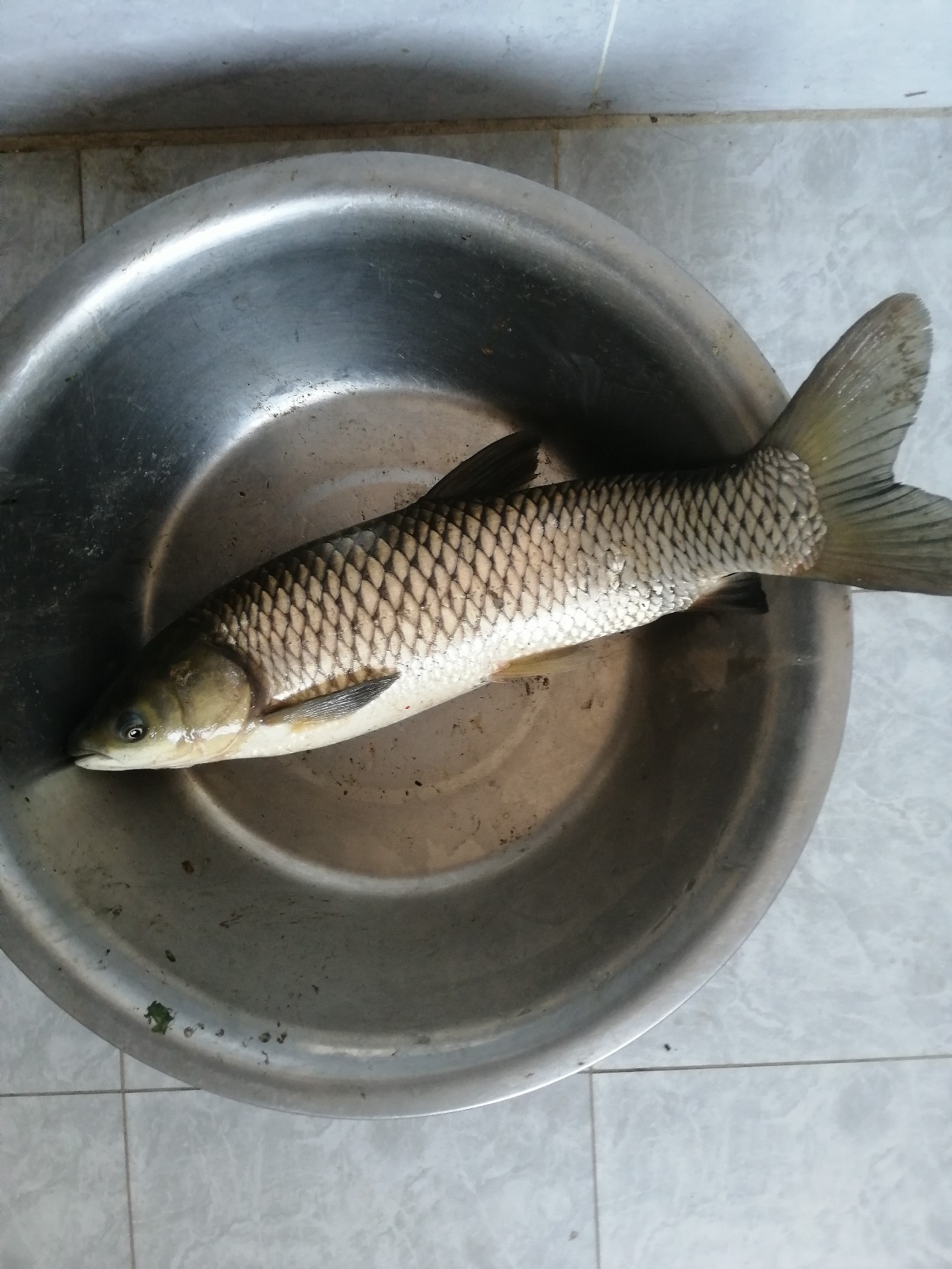 「双11」寒潮来袭检验是否空军，什么用蚯蚓也能上草鱼？