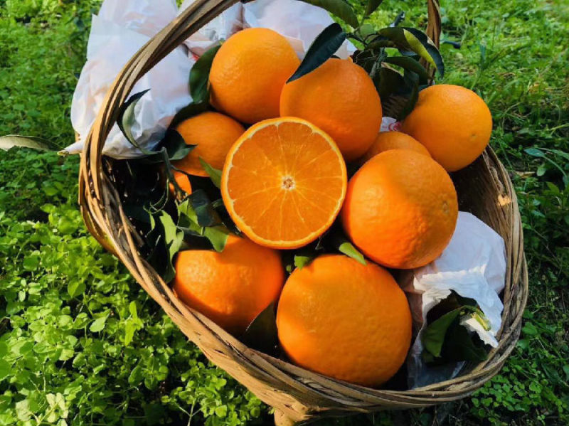 丹棱桔橙产业突围,四川丹棱让桔橙卖向全球