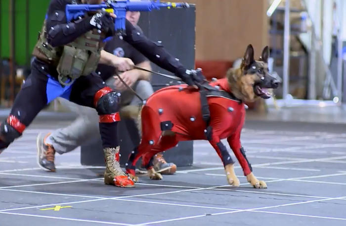 为动物进行动作捕捉有多难？