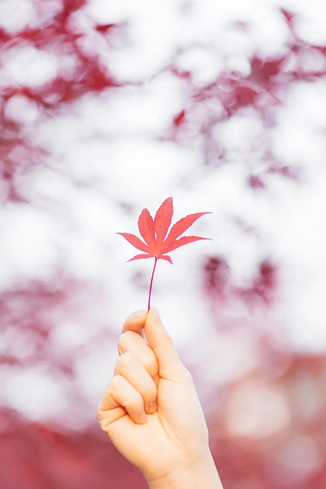 你看，公园“脸红”了