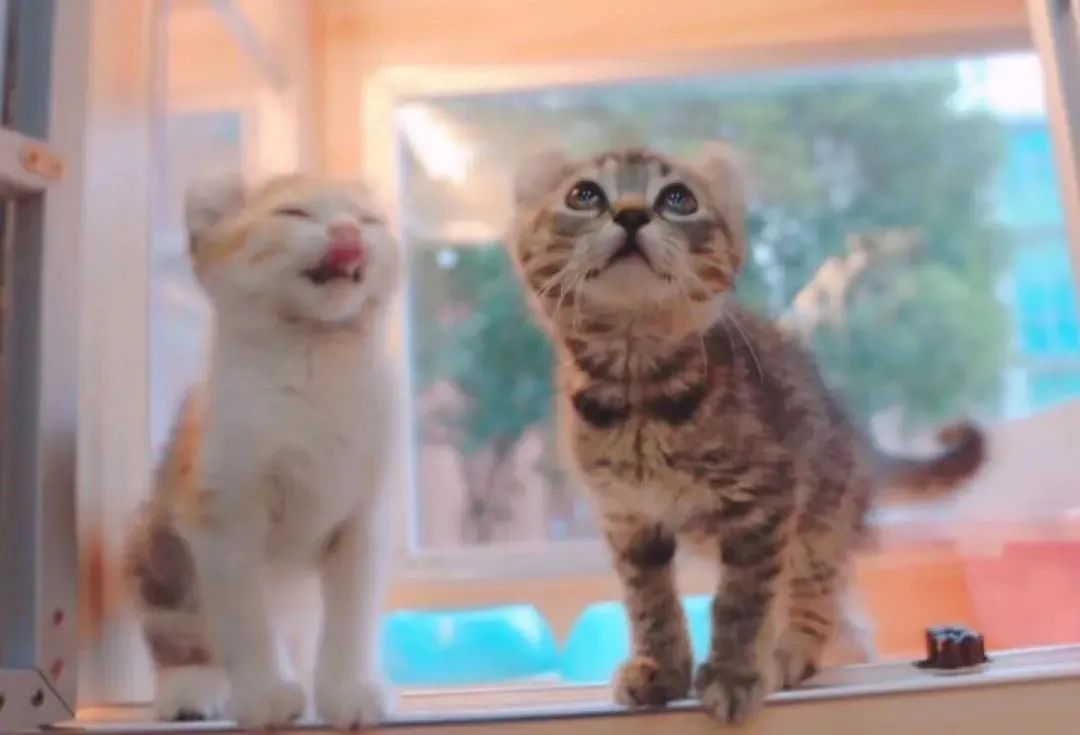 吸猫后感染鹦鹉,养猫感染鹦鹉热