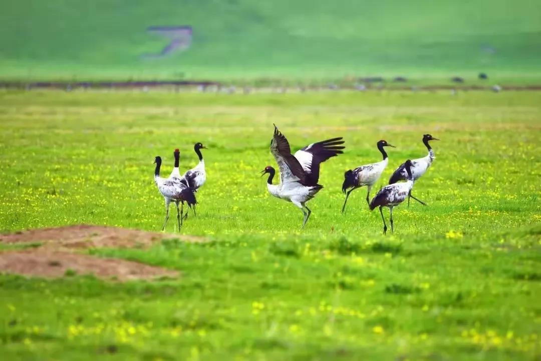 生态环境看哪里,生态看小米