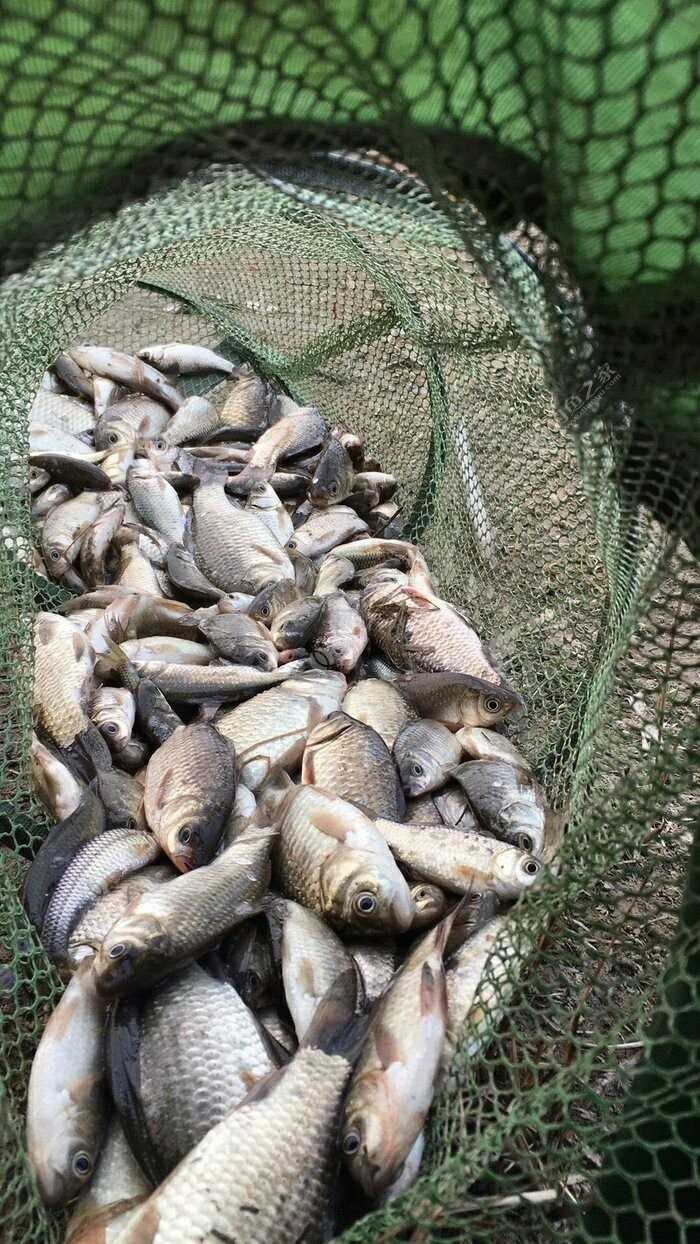 邓刚大师讲解调漂,新手立漂调漂的正确方法和技巧