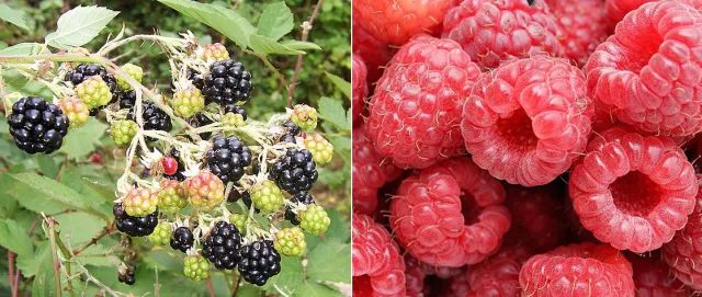 激素草莓是空心的吗,草莓畸形空心是用了激素了吗