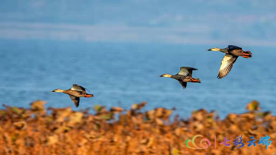 国家级保护动物游隼,国家保护动物游隼照片