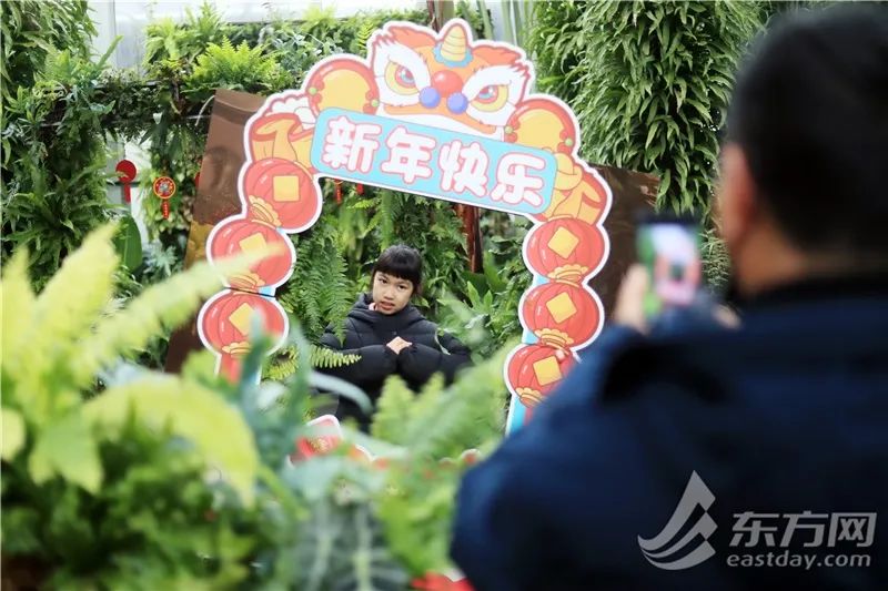 短叶虎尾兰的独特特征,金边虎尾兰百合科虎尾兰属植物