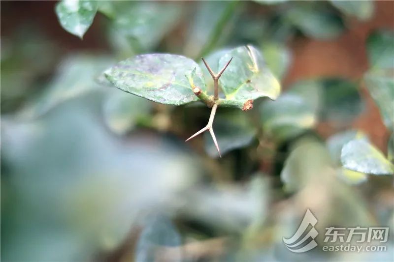 短叶虎尾兰的独特特征,金边虎尾兰百合科虎尾兰属植物