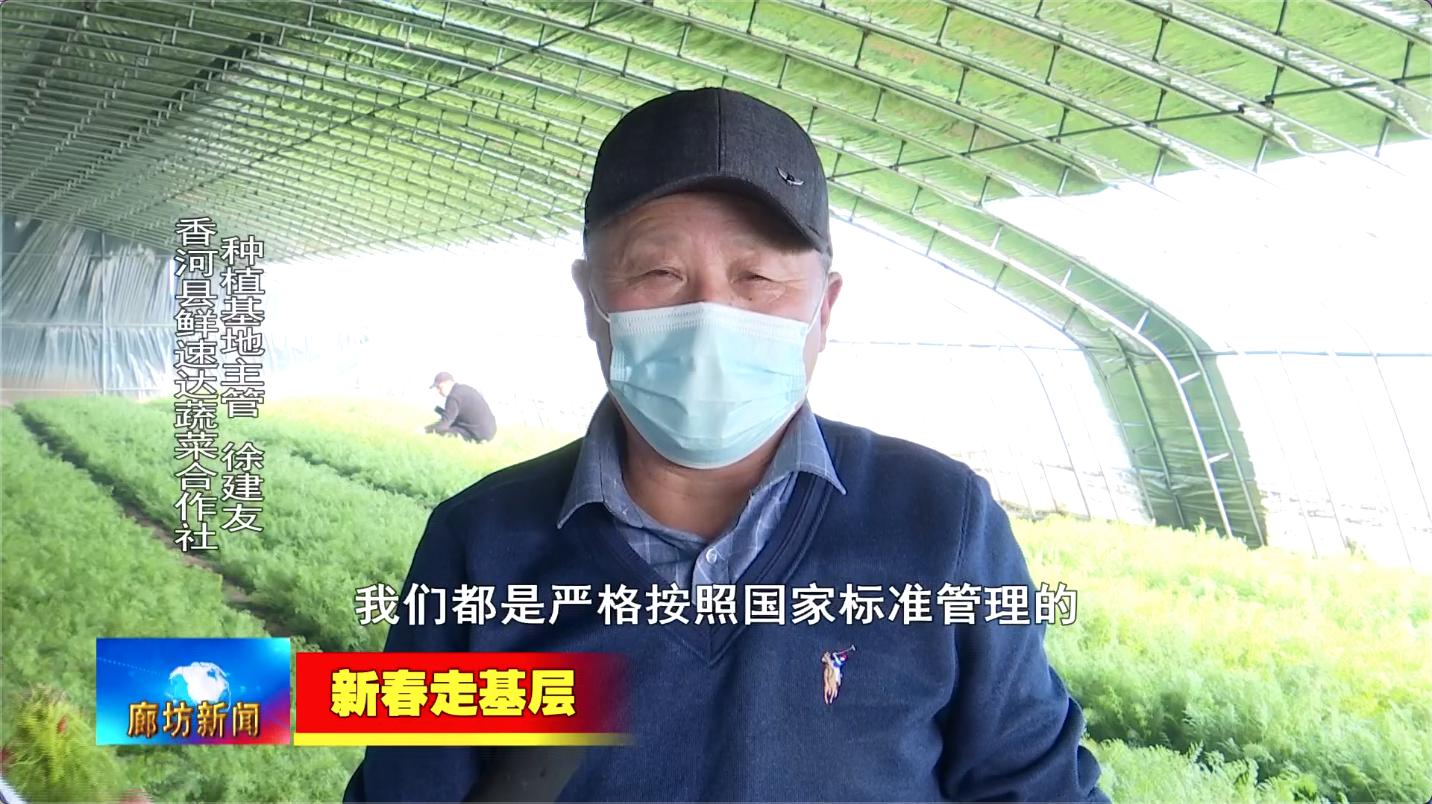 「新春走基层」香河县鲜速达蔬菜合作社：蔬菜基地春意浓“菜篮子”生产保供应