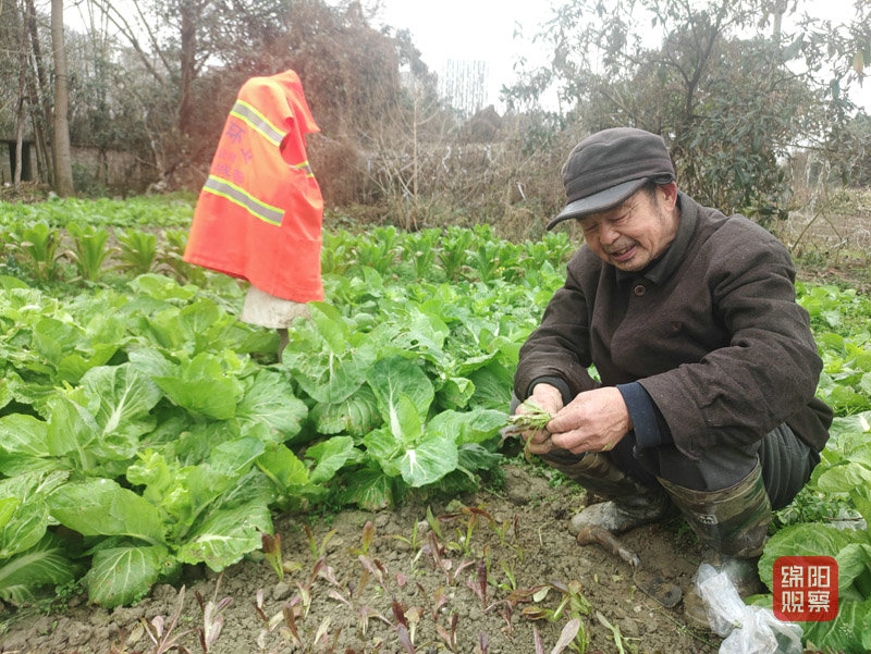 春菜已上市时鲜又便宜,成都春菜上市