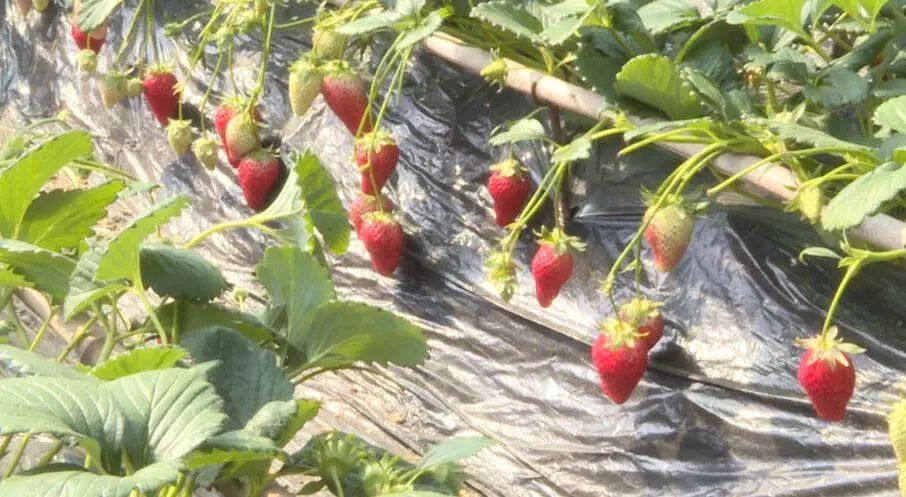 山东省烟台海阳乡村振兴示范村,海阳辛安镇村书记