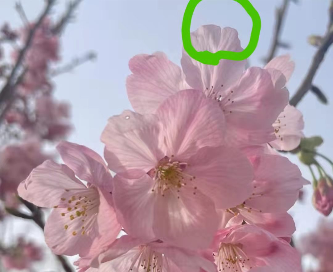 樱花的花期也能预测了樱花怎么认、其实有诀窍