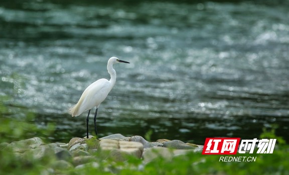 描写峒河的散文,散文春色满园