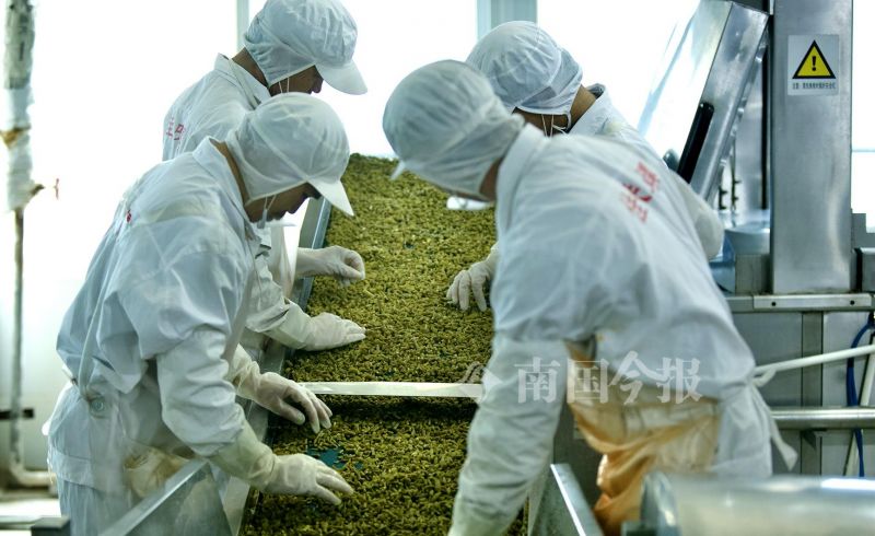 螺蛳粉配料包酸豆角,柳州螺蛳粉的配料和制作方法