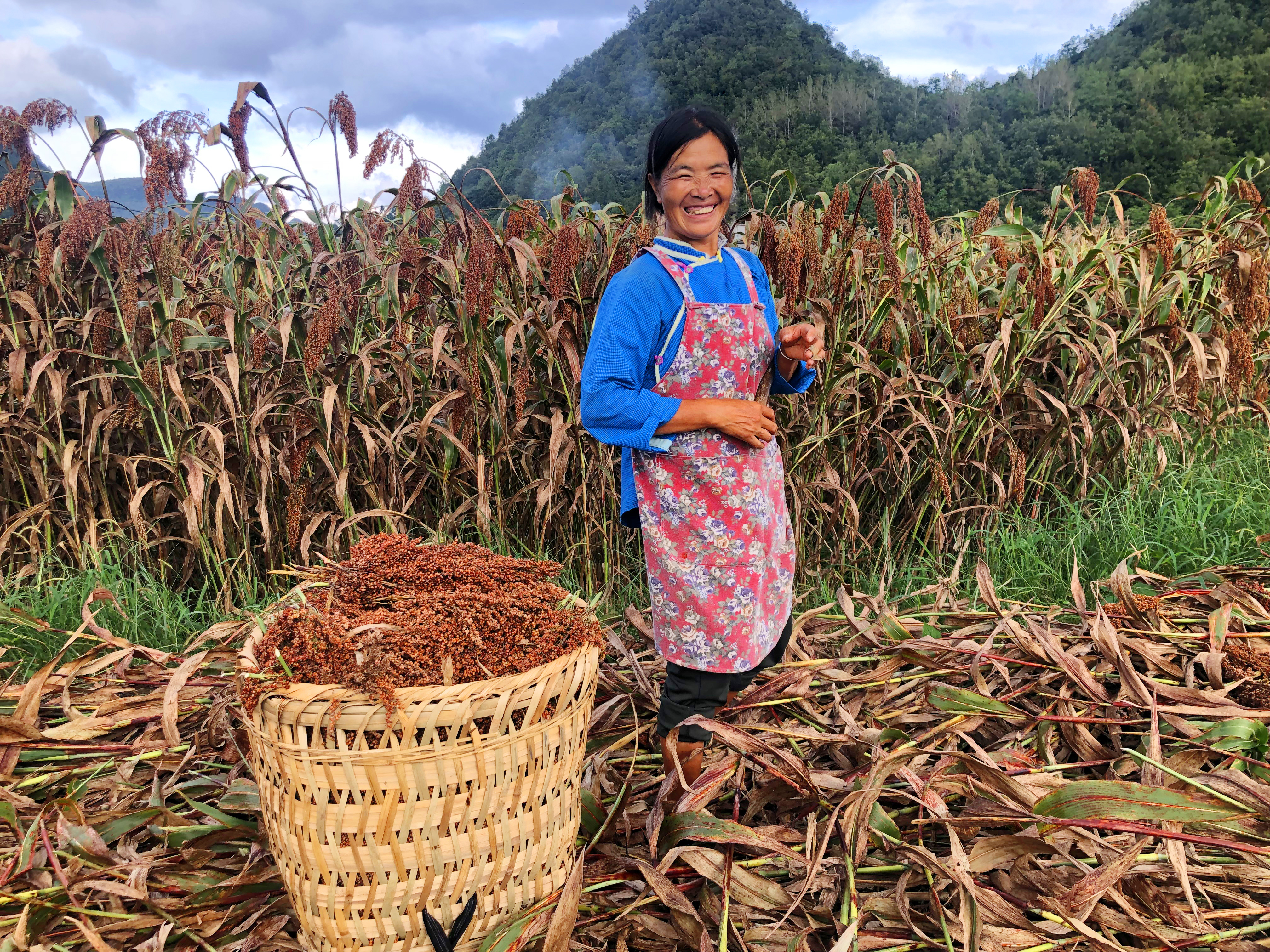 带着农户种高粱，国台酒业打造原粮基地为乡村“造血”