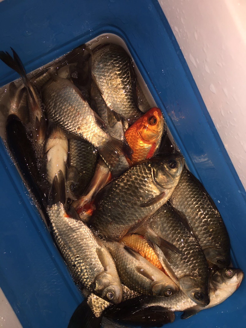 518战法口诀,518学习法