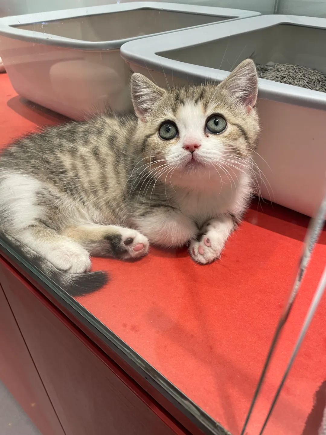 揭秘全国首个“宠物方舱”：揭秘全国首个“宠物方舱”：它们过得怎么样？它们过得怎么样？