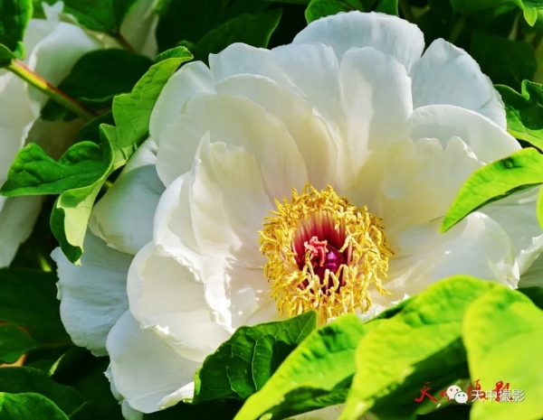 又到牡丹花开时不负光阴不负春