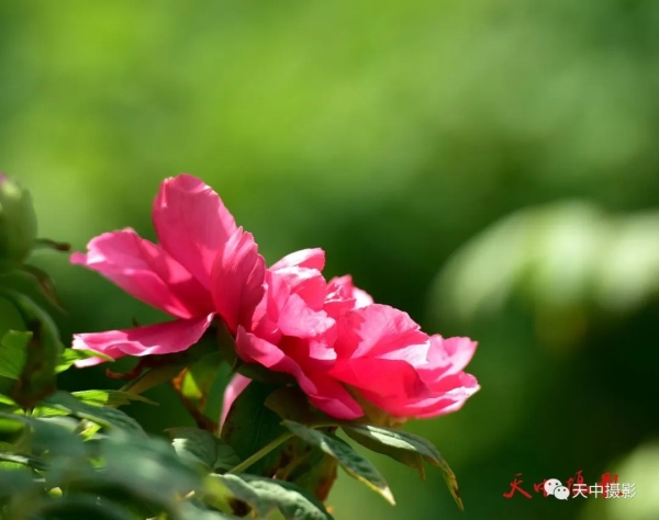 又到牡丹花开时不负光阴不负春