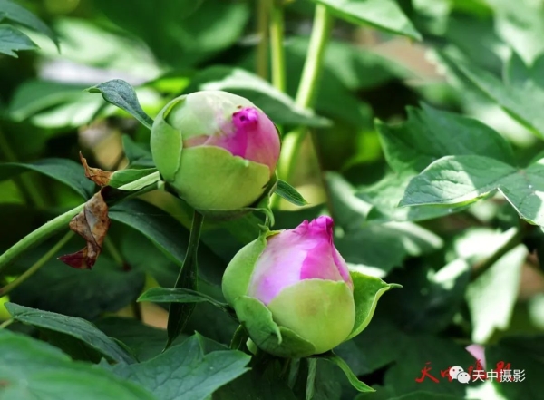 又到牡丹花开时不负光阴不负春