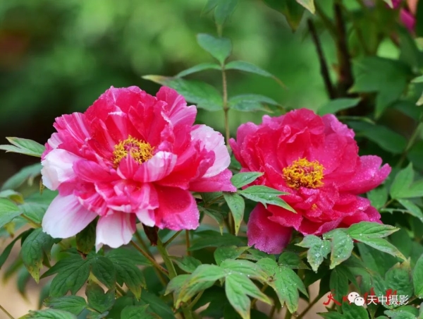 又到牡丹花开时不负光阴不负春