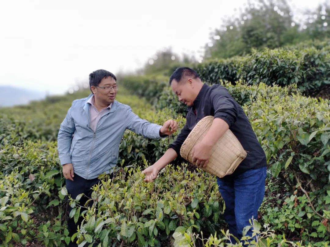 美轮美奂的天然茶园简直恍如仙境,华蓥市红岩茶园