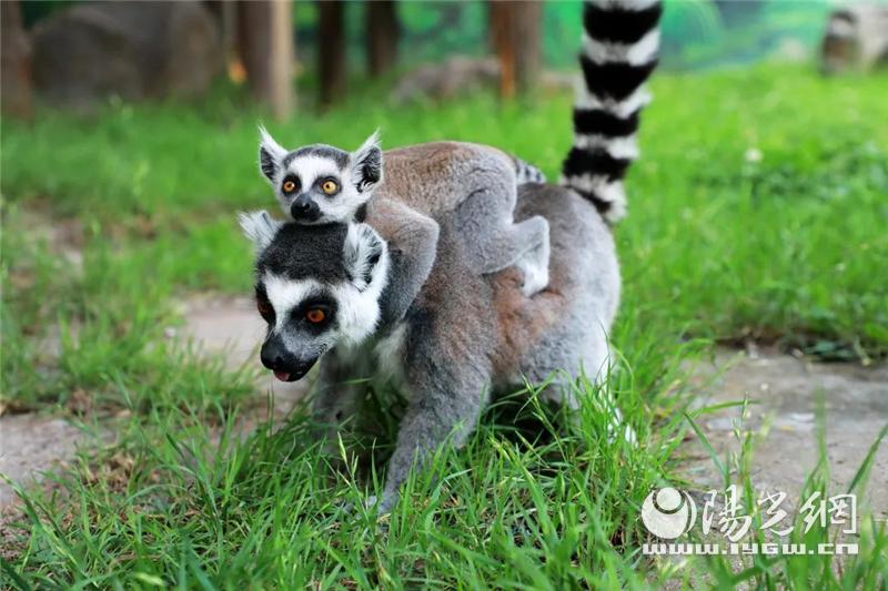 秦岭野生动物园什么时候抖音直播,西安秦岭动物园免费预约入口官网