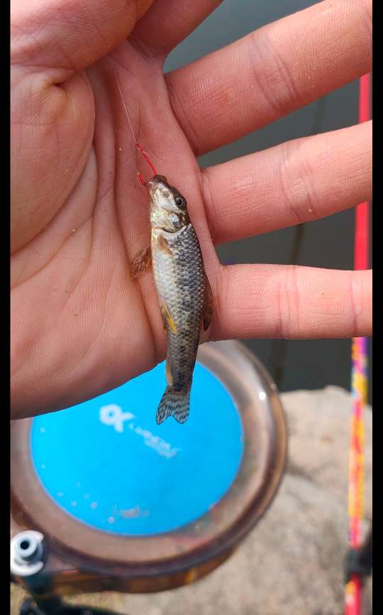 野钓避小鱼实战教学,小钩钓鱼如何避杂鱼