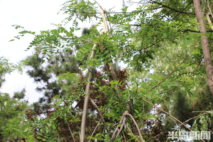 最美味的槐花,好吃又美味的槐花