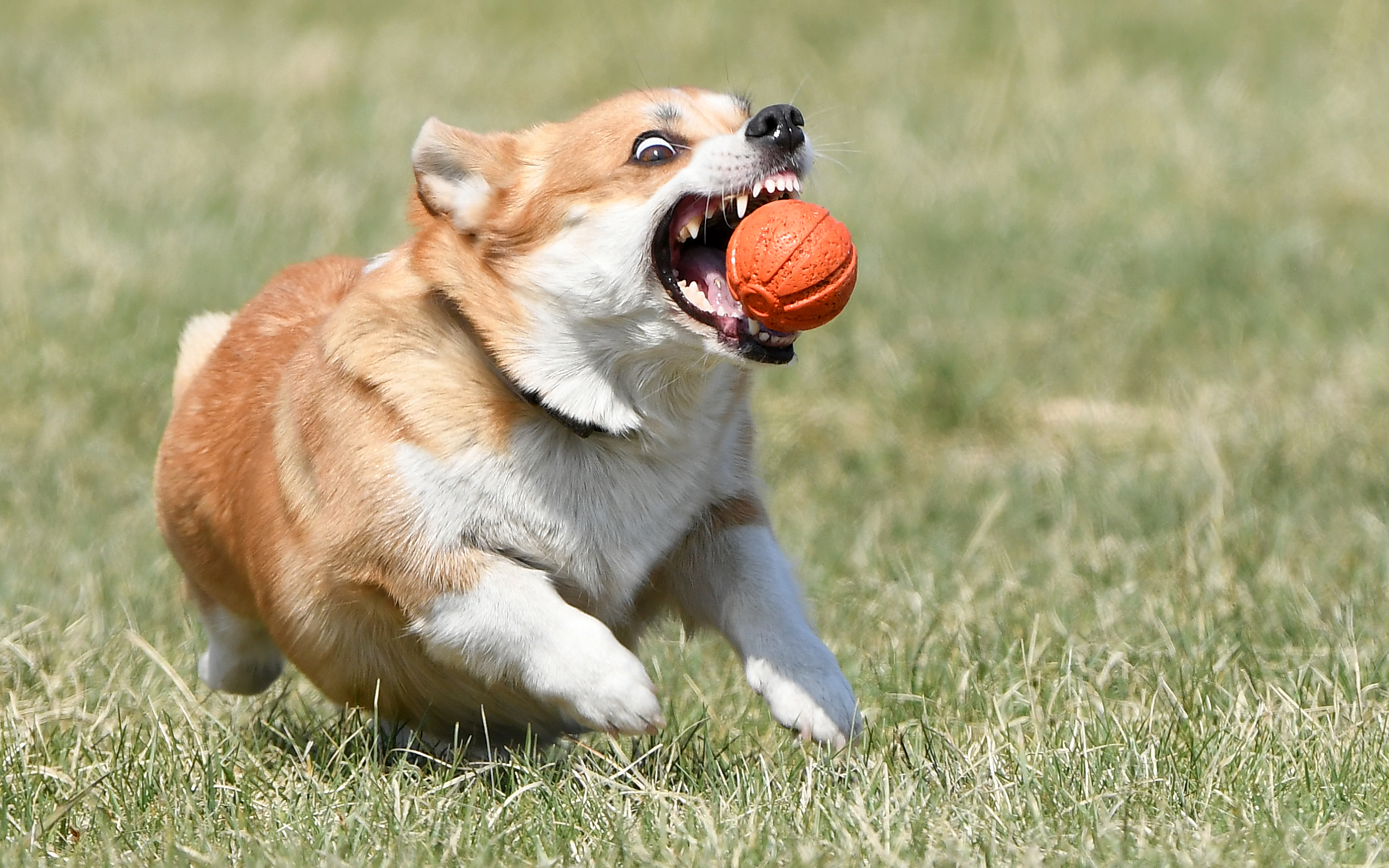 国内训狗比赛,外代二线骑马比赛视频