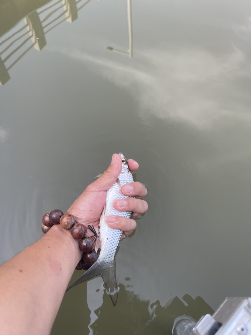 「518」小罗非垂竿自上，清道夫碳烤“美味”眼泪流