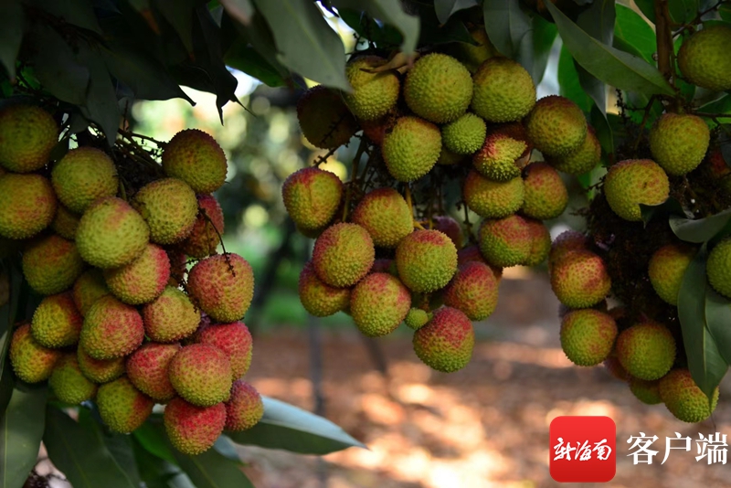 海南火山口荔枝王在哪摘,海口火山岩荔枝王采摘园4月中旬