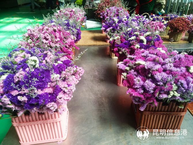 斗南花市鲜花今天价,斗南花卉市场红玫瑰今日花价