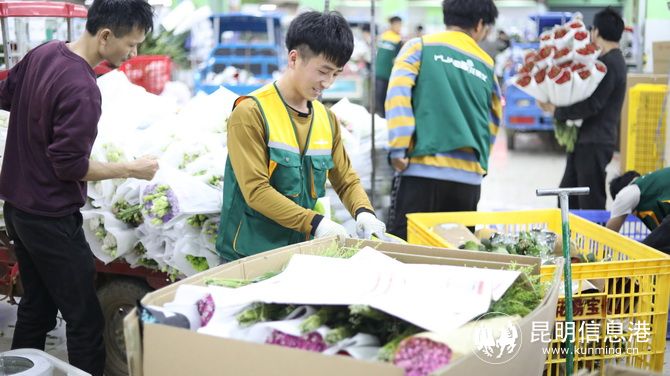 斗南花市鲜花今天价,斗南花卉市场红玫瑰今日花价