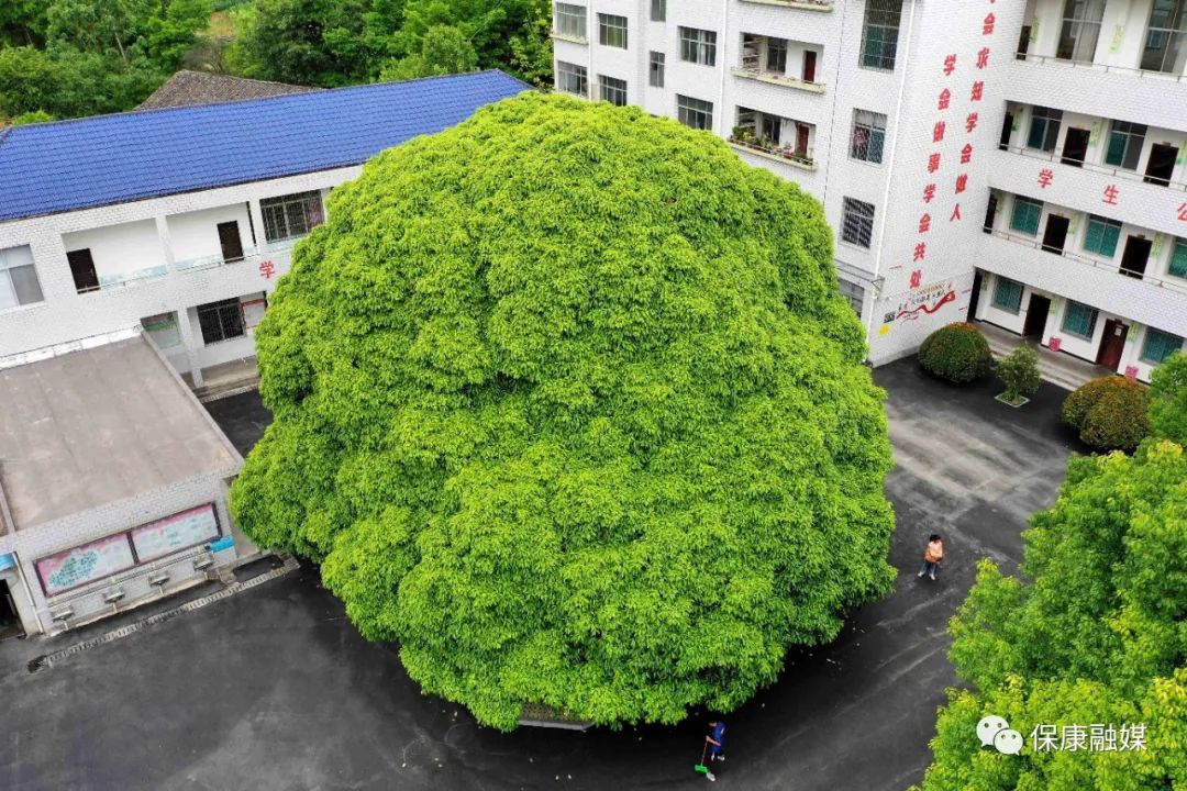 马桥镇中坪小学！不仅书声琅琅，还闻樟树飘香……